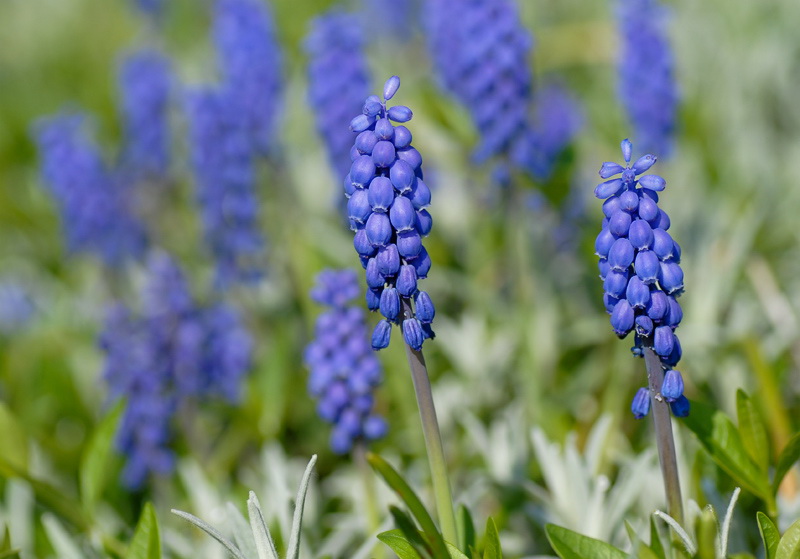 224 Blume-DDD_4368-als-Smart-Objekt-1.jpg